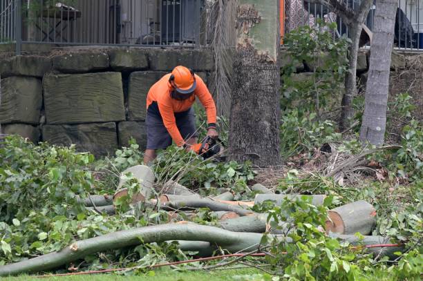 Tree Removal for Businesses in Canyon, TX